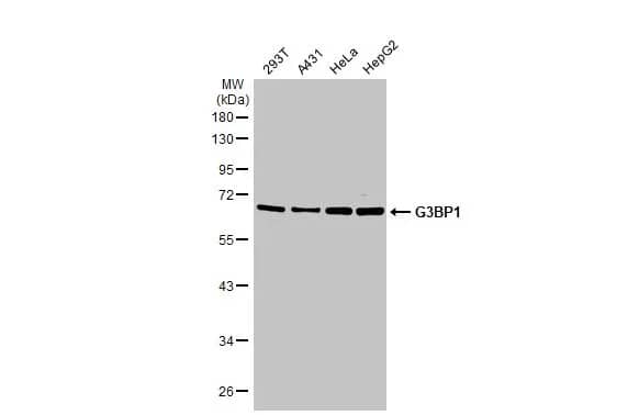 Western Blot: G3BP1 Antibody (HL2254) - Azide and BSA Free [NBP3-25472] - Various whole cell extracts (30 ug) were separated by 10% SDS-PAGE, and the membrane was blotted with G3BP1 antibody [HL2254] (NBP3-25472) diluted at 1:1000. The HRP-conjugated anti-rabbit IgG antibody was used to detect the primary antibody.