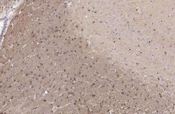 Immunohistochemistry-Paraffin: G3BP1 Antibody (HL2254) - Azide and BSA Free [NBP3-25472] - G3BP1 antibody [HL2254] detects G3BP1 protein at cytoplasm by immunohistochemical analysis. Sample: Paraffin-embedded rat brain. G3BP1 stained by G3BP1 antibody [HL2254] (NBP3-25472) diluted at 1:100. Antigen Retrieval: Citrate buffer, pH 6.0, 15 min