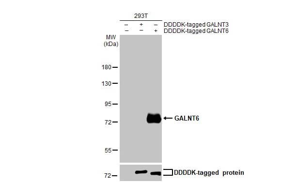 Western Blot: GALNT6 Antibody (HL2392) - Azide and BSA Free [NBP3-25475] - Non-transfected (-) and transfected (+) 293T whole cell extracts (30 ug) were separated by 7.5% SDS-PAGE, and the membrane was blotted with GALNT6 antibody [HL2392] (NBP3-25475) diluted at 1:1000. The HRP-conjugated anti-rabbit IgG antibody was used to detect the primary antibody.