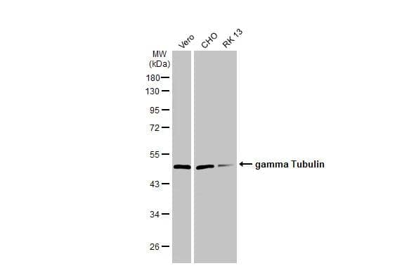 Western Blot gamma Tubulin Antibody (HL1175) - Azide and BSA Free