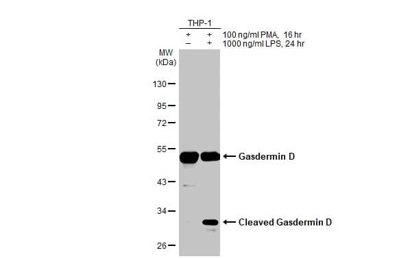 Western Blot: GSDMDC1 Antibody (HL1334) - Azide and BSA Free [NBP3-25477] - Untreated (-) and treated (+) THP-1 whole cell extracts (30 ug) were separated by 10% SDS-PAGE, and the membrane was blotted with Gasdermin D antibody [HL1334] (NBP3-25477) diluted at 1:500. The HRP-conjugated anti-rabbit IgG antibody was used to detect the primary antibody.