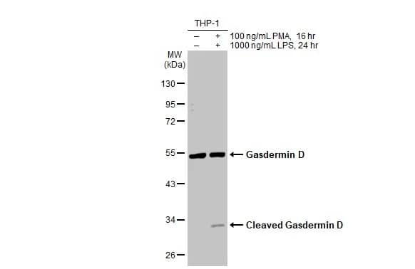 Western Blot: GSDMDC1 Antibody (HL1430) - Azide and BSA Free [NBP3-25478] - Untreated (-) and treated (+) THP-1 whole cell extracts (30 ug) were separated by 10% SDS-PAGE, and the membrane was blotted with Gasdermin D antibody [HL1430] (NBP3-25478) diluted at 1:1000. The HRP-conjugated anti-rabbit IgG antibody was used to detect the primary antibody.