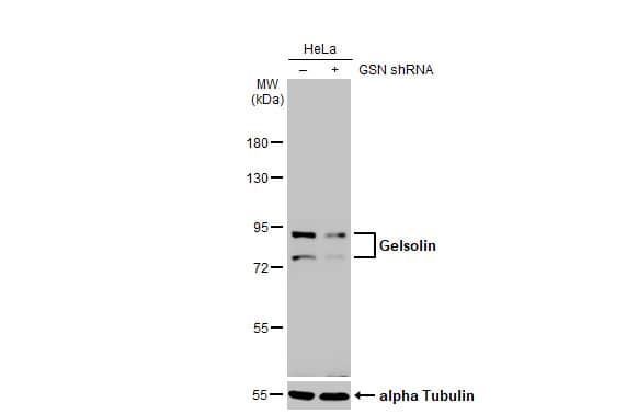 <b>Genetic Strategies Validation. </b>Non-transfected (-) and transfected (+) HeLa whole cell extract (30 ug) were separated by 7.5% SDS-PAGE, and the membrane was blotted with Gelsolin antibody [HL1930] (NBP3-25480) diluted at 1:1000. The HRP-conjugated anti-rabbit IgG antibody  was used to detect the primary antibody. 