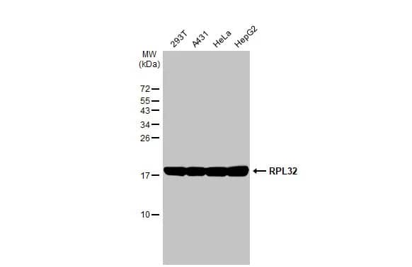 Western Blot: RPL32 Antibody (HL2329) - Azide and BSA Free [NBP3-25485] - Various whole cell extracts (30 ug) were separated by 15% SDS-PAGE, and the membrane was blotted with RPL32 antibody [HL2329] (NBP3-25485) diluted at 1:1000. The HRP-conjugated anti-rabbit IgG antibody was used to detect the primary antibody.