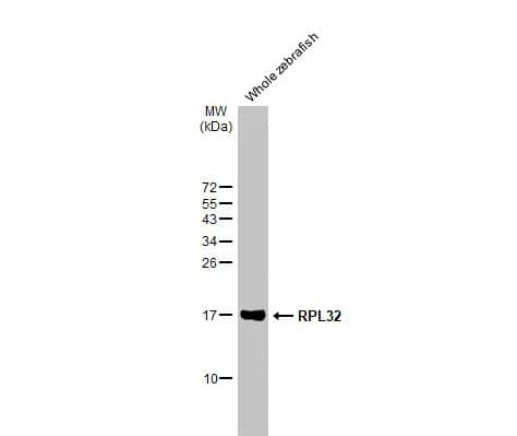 Western Blot: RPL32 Antibody (HL2329) - Azide and BSA Free [NBP3-25485] - Whole zebrafish extract (30 ug) was separated by 15% SDS-PAGE, and the membrane was blotted with RPL32 antibody [HL2329] diluted at 1:3000. The HRP-conjugated anti-rabbit IgG antibody (NBP2-19301) was used to detect the primary antibody.