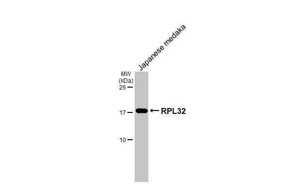 Whole Japanese medaka extract (30 ug) was separated by 15% SDS-PAGE, and the membrane was blotted with RPL32 antibody [HL2329] (NBP3-25485) diluted at 1:1000. The HRP-conjugated anti-rabbit IgG antibody  was used to detect the primary antibody. 