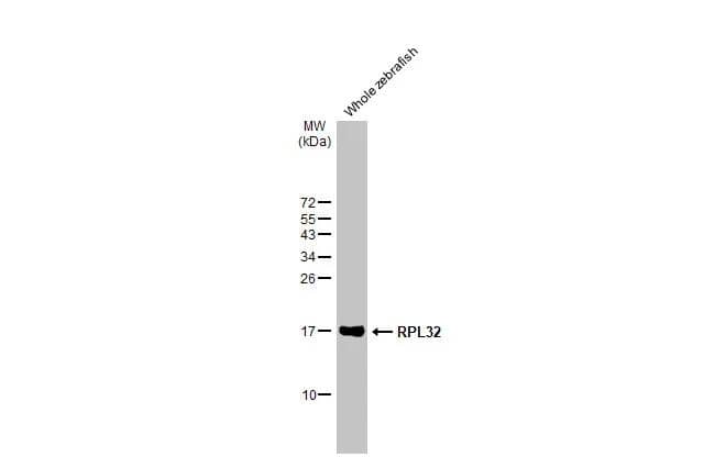 Whole zebrafish extract (30 ug) was separated by 15% SDS-PAGE, and the membrane was blotted with RPL32 antibody [HL2329] (NBP3-25485) diluted at 1:3000. The HRP-conjugated anti-rabbit IgG antibody  was used to detect the primary antibody. 