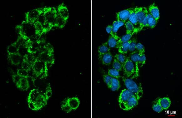 GLUD1/GLUD2 antibody [HL2125] detects GLUD1/GLUD2 protein at mitochondria by immunofluorescent analysis.Sample: HepG2 cells were fixed in MeOH.Green: GLUD1/GLUD2 stained by GLUD1/GLUD2 antibody [HL2125] (NBP3-25486) diluted at 1:500.Blue: Fluoroshield with DAPI . 