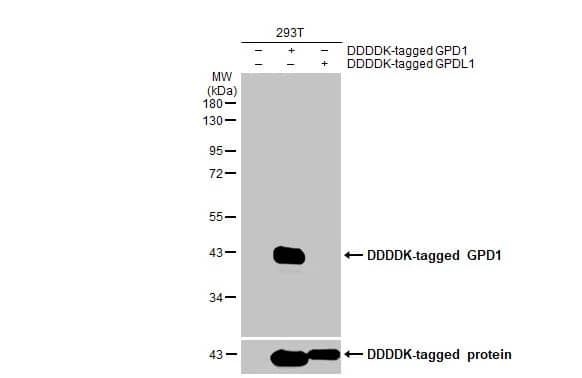 <b>Orthogonal Strategies Validation. </b>Western Blot: GPD1 Antibody (HL1959) - Azide and BSA Free [NBP3-25488] - Non-transfected (-) and transfected (+) 293T whole cell extracts (30 ug) were separated by 10% SDS-PAGE, and the membrane was blotted with GPD1 antibody [HL1959] (NBP3-25488) diluted at 1:5000. The HRP-conjugated anti-rabbit IgG antibody was used to detect the primary antibody.