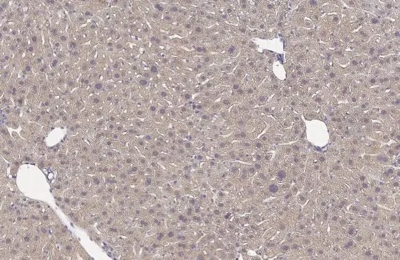 Immunohistochemistry-Paraffin: GPD1 Antibody (HL1959) - Azide and BSA Free [NBP3-25488] - GPD1 antibody [HL1959] detects GPD1 protein at cytoplasm by immunohistochemical analysis. Sample: Paraffin-embedded mouse liver. GPD1 stained by GPD1 antibody [HL1959] (NBP3-25488) diluted at 1:100. Antigen Retrieval: Citrate buffer, pH 6.0, 15 min