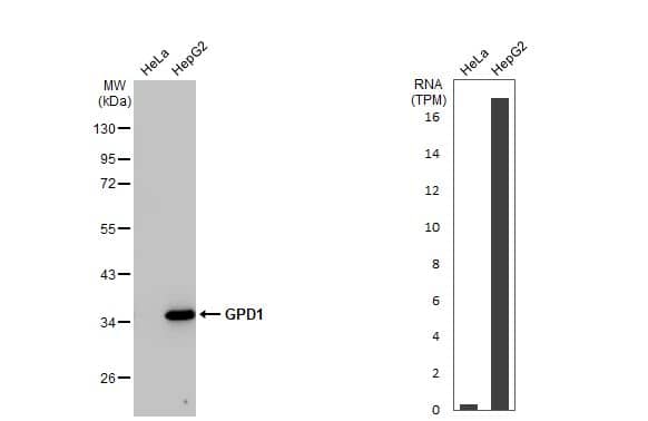 Western Blot: GPD1 Antibody (HL1959) - Azide and BSA Free [NBP3-25488] - Various whole cell extracts (30 ug) were separated by 10% SDS-PAGE, and the membrane was blotted with GPD1 antibody [HL1959] (NBP3-25488) diluted at 1:1000. The HRP-conjugated anti-rabbit IgG antibody was used to detect the primary antibody. Corresponding RNA expression data for the same cell lines are based on Human Protein Atlas program.