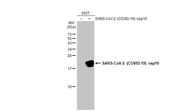 Western Blot: SARS-CoV-2 NSP10 Antibody (HL1379) - Azide and BSA Free [NBP3-25489] - Non-transfected (-) and transfected (+) 293T whole cell extracts (30 ug) were separated by 15% SDS-PAGE, and the membrane was blotted with SARS-CoV-2 (COVID-19) nsp10 antibody [HL1379] (NBP3-25489) diluted at 1:10000. The HRP-conjugated anti-rabbit IgG antibody was used to detect the primary antibody.