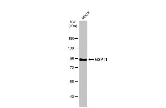 Western Blot: GSPT1 Antibody (HL1345) - Azide and BSA Free [NBP3-25492] - Whole cell extract (30 ug) was separated by 7.5% SDS-PAGE, and the membrane was blotted with GSPT1 antibody [HL1345] (NBP3-25492) diluted at 1:1000. The HRP-conjugated anti-rabbit IgG antibody was used to detect the primary antibody.