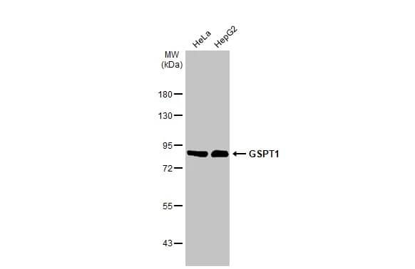 Western Blot: GSPT1 Antibody (HL1345) - Azide and BSA Free [NBP3-25492] - Various whole cell extracts (30 ug) were separated by 7.5% SDS-PAGE, and the membrane was blotted with GSPT1 antibody [HL1345] (NBP3-25492) diluted at 1:50000. The HRP-conjugated anti-rabbit IgG antibody was used to detect the primary antibody.