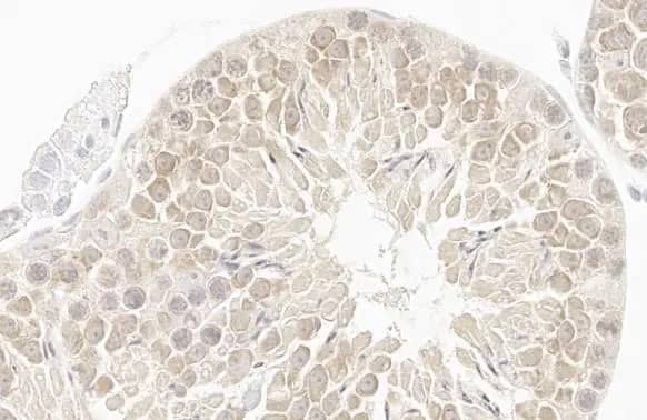 Immunohistochemistry-Paraffin: GSPT1 Antibody (HL1345) - Azide and BSA Free [NBP3-25492] - GSPT1 antibody [HL1345] detects GSPT1 protein by immunohistochemical analysis. Sample: Paraffin-embedded mouse testis. GSPT1 stained by GSPT1 antibody [HL1345] (NBP3-25492) diluted at 1:100. Antigen Retrieval: Citrate buffer, pH 6.0, 15 min