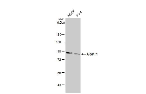 Western Blot: GSPT1 Antibody (HL1346) - Azide and BSA Free [NBP3-25493] - Various whole cell extracts (30 ug) were separated by 7.5% SDS-PAGE, and the membrane was blotted with GSPT1 antibody [HL1346] (NBP3-25493) diluted at 1:3000. The HRP-conjugated anti-rabbit IgG antibody was used to detect the primary antibody.