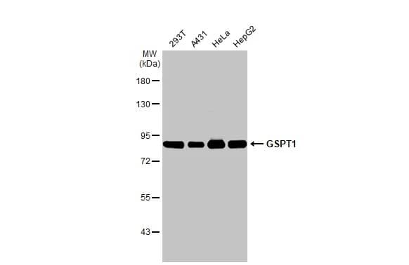 Western Blot: GSPT1 Antibody (HL1346) - Azide and BSA Free [NBP3-25493] - Various whole cell extracts (30 ug) were separated by 7.5% SDS-PAGE, and the membrane was blotted with GSPT1 antibody [HL1346] (NBP3-25493) diluted at 1:20000. The HRP-conjugated anti-rabbit IgG antibody was used to detect the primary antibody.