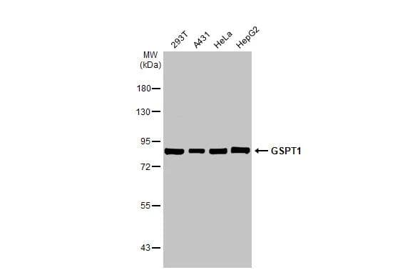 Western Blot GSPT1 Antibody (HL1346) - Azide and BSA Free