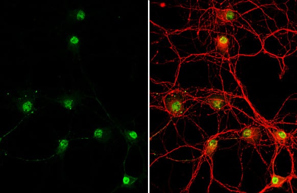 Immunocytochemistry/ Immunofluorescence GSH2 Antibody (HL2135) - Azide and BSA Free