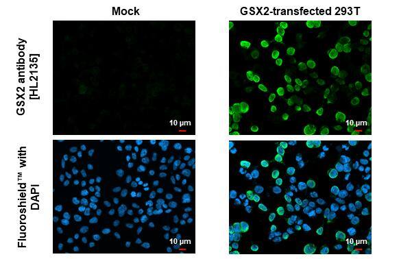 Immunocytochemistry/ Immunofluorescence GSH2 Antibody (HL2135) - Azide and BSA Free