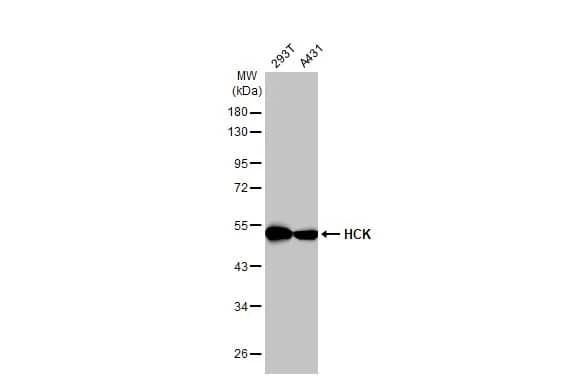 Western Blot Hck Antibody (HL1673) - Azide and BSA Free