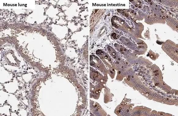 Immunohistochemistry-Paraffin: Hck Antibody (HL1673) - Azide and BSA Free [NBP3-25496] - HCK antibody [HL1673] detects HCK protein at cell membrane and cytoplasm by immunohistochemical analysis. Sample: Paraffin-embedded mouse tissues. HCK stained by HCK antibody [HL1673] (NBP3-25496) diluted at 1:100. Antigen Retrieval: Citrate buffer, pH 6.0, 15 min