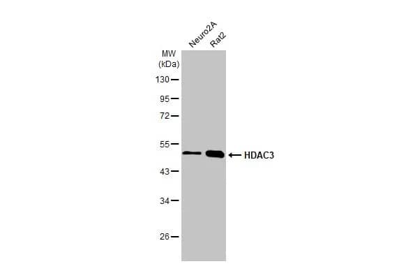 Western Blot: HDAC3 Antibody (HL1749) - Azide and BSA Free [NBP3-25497] - Various whole cell extracts (30 ug) were separated by 10% SDS-PAGE, and the membrane was blotted with HDAC3 antibody [HL1749] (NBP3-25497) diluted at 1:1000. The HRP-conjugated anti-rabbit IgG antibody was used to detect the primary antibody, and the signal was developed with Trident ECL plus-Enhanced.