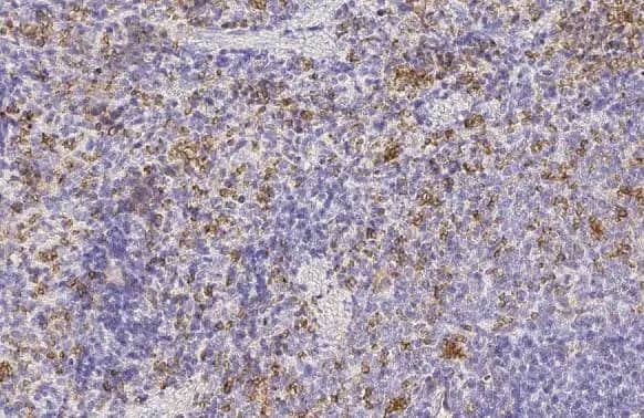 Immunohistochemistry-Paraffin: Hemoglobin epsilon Antibody (HL2458) - Azide and BSA Free [NBP3-25500] - Hemoglobin epsilon antibody [HL2458] detects secreted Hemoglobin epsilon protein by immunohistochemical analysis. Sample: Paraffin-embedded rat spleen. Hemoglobin epsilon stained by Hemoglobin epsilon antibody [HL2458] (NBP3-25500) diluted at 1:100. Antigen Retrieval: Citrate buffer, pH 6.0, 15 min