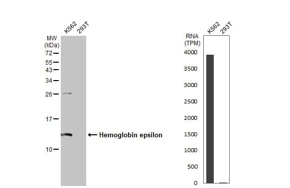 Western Blot: Hemoglobin epsilon Antibody (HL2458) - Azide and BSA Free [NBP3-25500] - Various whole cell extracts (30 ug) were separated by 15% SDS-PAGE, and the membrane was blotted with Hemoglobin epsilon antibody [HL2458] (NBP3-25500) diluted at 1:1000. The HRP-conjugated anti-rabbit IgG antibody was used to detect the primary antibody. Corresponding RNA expression data for the same cell lines are based on Human Protein Atlas program.