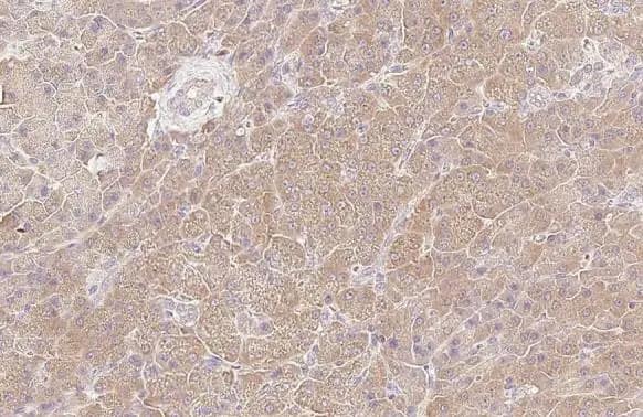 Immunohistochemistry-Paraffin: HGS Antibody (HL1730) - Azide and BSA Free [NBP3-25503] - HGS antibody [HL1730] detects HGS protein at cytoplasm by immunohistochemical analysis. Sample: Paraffin-embedded dog pancreas. HGS stained by HGS antibody [HL1730] (NBP3-25503) diluted at 1:100. Antigen Retrieval: Citrate buffer, pH 6.0, 15 min