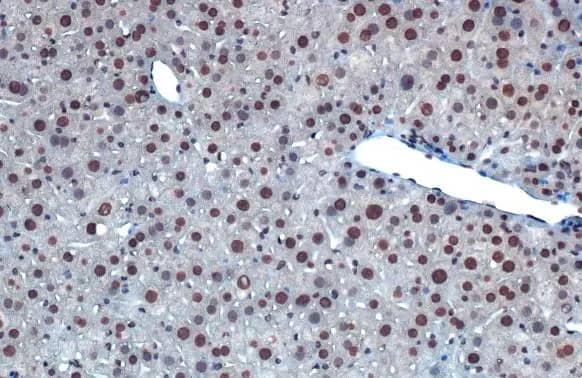 Immunohistochemistry-Paraffin: hnRNP A2B1 Antibody (HL1706) - Azide and BSA Free [NBP3-25508] - hnRNP A2B1 antibody [HL1706] detects hnRNP A2B1 protein at cytoplasm and nucleus by immunohistochemical analysis. Sample: Paraffin-embedded mouse liver. hnRNP A2B1 stained by hnRNP A2B1 antibody [HL1706] (NBP3-25508) diluted at 1:100. Antigen Retrieval: Citrate buffer, pH 6.0, 15 min