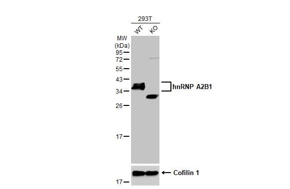 <b>Genetic Strategies Validation. </b>Knockout Validated: hnRNP A2B1 Antibody (HL1706) - Azide and BSA Free [NBP3-25508] - Wild-type (WT) and HNRNPA2B1 knockout (KO) 293T cell extracts (30 ug) were separated by 12% SDS-PAGE, and the membrane was blotted with hnRNP A2B1 antibody [HL1706] (NBP3-25508) diluted at 1:1000. The HRP-conjugated anti-rabbit IgG antibody was used to detect the primary antibody.