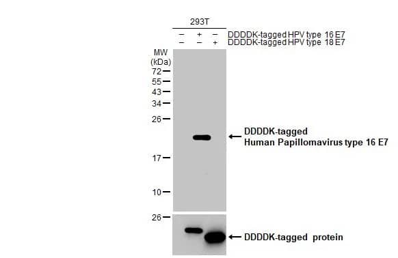 Western Blot HPV16 E7 Antibody (HL1821) - Azide and BSA Free