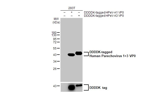 Western Blot: Human Parechovirus 1/3 VP0 Antibody (HL2443) - Azide and BSA Free [NBP3-25513] - Non-transfected (-) and transfected (+) 293T whole cell extracts (30 ug) were separated by 12% SDS-PAGE, and the membrane was blotted with Human Parechovirus 1+3 VP0 antibody [HL2443] (NBP3-25513) diluted at 1:5000. The HRP-conjugated anti-rabbit IgG antibody was used to detect the primary antibody.