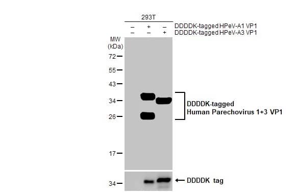Western Blot: Human Parechovirus 1/3 VP1 Antibody (HL2427) - Azide and BSA Free [NBP3-25514] - Non-transfected (-) and transfected (+) 293T whole cell extracts (30 ug) were separated by 12% SDS-PAGE, and the membrane was blotted with Human Parechovirus 1+3 VP1 antibody [HL2427] (NBP3-25514) diluted at 1:10000. The HRP-conjugated anti-rabbit IgG antibody was used to detect the primary antibody.