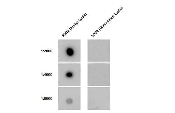 Dotblot analysis of anti-SOD2/Mn-SOD antibody [HL1460] with peptide samples. Peptide samples were spotted onto positively charged nylon membrane and blotted with SOD2/Mn-SOD antibody [HL1460] (NBP3-25516) varied dilution. 