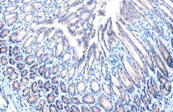 Immunohistochemistry-Paraffin: STAM-1 Antibody (HL1635) - Azide and BSA Free [NBP3-25518] - STAM antibody [HL1635] detects STAM protein at cytoplasm by immunohistochemical analysis. Sample: Paraffin-embedded mouse stomach. STAM stained by STAM antibody [HL1635] (NBP3-25518) diluted at 1:100. Antigen Retrieval: Citrate buffer, pH 6.0, 15 min