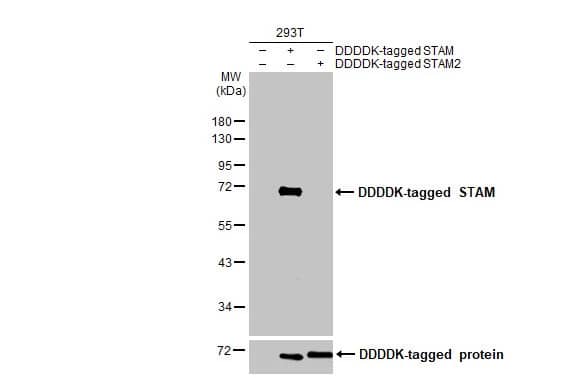 Western Blot: STAM-1 Antibody (HL1635) - Azide and BSA Free [NBP3-25518] - Non-transfected (-) and transfected (+) 293T whole cell extracts were separated by 10% SDS-PAGE, and the membrane was blotted with STAM antibody [HL1635] (NBP3-25518) diluted at 1:100000. The HRP-conjugated anti-rabbit IgG antibody was used to detect the primary antibody.