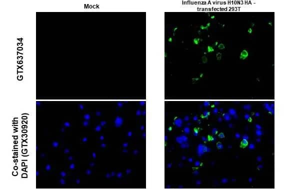 Immunohistochemistry-Paraffin: Influenza A H10N3 Hemagglutinin Antibody (HL1559) - Azide and BSA Free [NBP3-25522] - Influenza A virus H10N3 HA (Hemagglutinin) antibody [HL1559] detects Influenza A virus H10N3 HA (Hemagglutinin) protein at cytoplasm by immunohistochemical analysis. Sample: Paraffin-embedded mock and Influenza A virus H10N3 HA - transfected 293T cell pellet. Green: Influenza A virus H10N3 HA (Hemagglutinin) stained by Influenza A virus H10N3 HA (Hemagglutinin) antibody [HL1559] (NBP3-25522) diluted at 1:1000. Blue: Fluoroshield with DAPI . Antigen Retrieval: Citrate buffer, pH 6.0, 15 min
