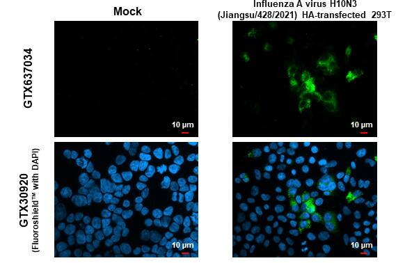 Immunocytochemistry/Immunofluorescence: Influenza A H10N3 Hemagglutinin Antibody (HL1559) - Azide and BSA Free [NBP3-25522] - Influenza A virus H10N3 HA (Hemagglutinin) antibody [HL1559] detects Influenza A virus H10N3 HA (Hemagglutinin) protein by immunofluorescent analysis. Sample: Mock and transfected 293T cells were fixed in 4% paraformaldehyde at RT for 15 min. Green: Influenza A virus H10N3 HA (Hemagglutinin) stained by Influenza A virus H10N3 HA (Hemagglutinin) antibody [HL1559] (NBP3-25522) diluted at 1:500. Blue: Fluoroshield with DAPI .