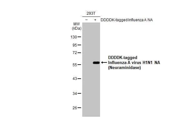 Non-transfected (-) and transfected (+) 293T whole cell extracts (30 ug) were separated by 10% SDS-PAGE, and the membrane was blotted with Influenza A H1N1 Neuraminidase antibody [HL1108] (NBP3-25523) diluted at 1:5000. The HRP-conjugated anti-rabbit IgG antibody was used to detect the primary antibody. 