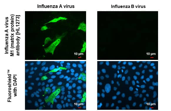 Immunocytochemistry/ Immunofluorescence Influenza A H1N1 M1 Antibody (HL1273) - Azide and BSA Free