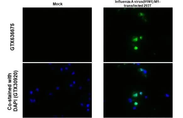 Immunohistochemistry-Paraffin: Influenza A H1N1 M1 Antibody (HL1273) - Azide and BSA Free [NBP3-25524] - Influenza A virus M1 (matrix protein) antibody [HL1273] detects Influenza A virus M1 (matrix protein) protein at cytoplasm by immunohistochemical analysis. Sample: Paraffin-embedded Influenza A virus M1 transfected 293T. Green: Influenza A virus M1 (matrix protein) stained by Influenza A virus M1 (matrix protein) antibody [HL1273] (NBP3-25524) diluted at 1:1000. Blue: Fluoroshield with DAPI . Antigen Retrieval: Citrate buffer, pH 6.0, 15 min