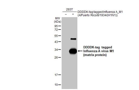 Western Blot: Influenza A H1N1 M1 Antibody (HL1273) - Azide and BSA Free [NBP3-25524] - Non-transfected (-) and transfected (+) 293T whole cell extracts (30 ug) were separated by 12% SDS-PAGE, and the membrane was blotted with Influenza A virus M1 (matrix protein) antibody [HL1273] (NBP3-25524) diluted at 1:5000. The HRP-conjugated anti-rabbit IgG antibody was used to detect the primary antibody.