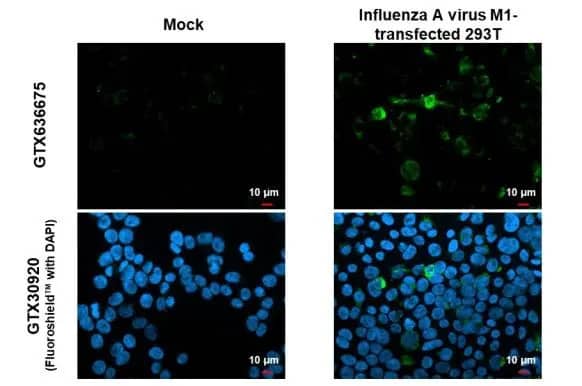 Immunocytochemistry/Immunofluorescence: Influenza A H1N1 M1 Antibody (HL1273) - Azide and BSA Free [NBP3-25524] - Influenza A virus M1 (matrix protein) antibody [HL1273] detects Influenza A virus M1 (matrix protein) protein by immunofluorescent analysis. Sample: Mock and transfected 293T cells were fixed in 4% paraformaldehyde at RT for 15 min. Green: Influenza A virus M1 (matrix protein) stained by Influenza A virus M1 (matrix protein) antibody [HL1273] (NBP3-25524) diluted at 1:500. Blue: Fluoroshield with DAPI .
