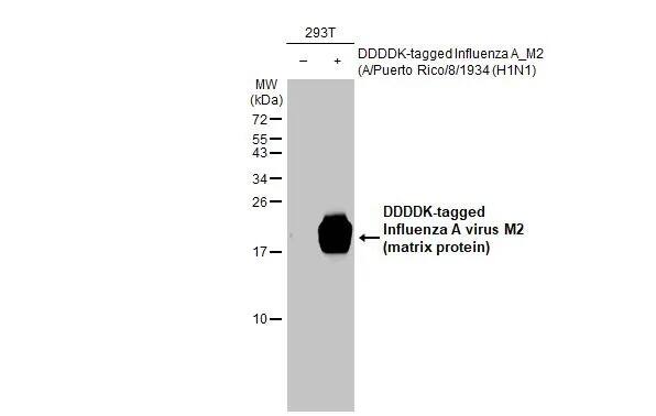 Western Blot Influenza A H1N1 M2 Antibody (HL1856) - Azide and BSA Free