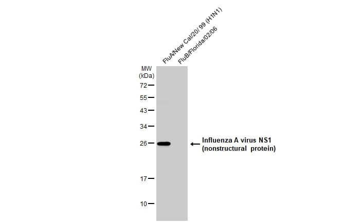 Western Blot Influenza A H1N1 NS1 Antibody (HL2130) - Azide and BSA Free