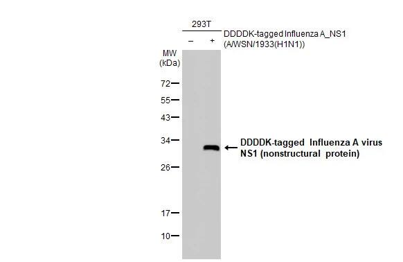 Western Blot Influenza A H1N1 NS1 Antibody (HL2130) - Azide and BSA Free
