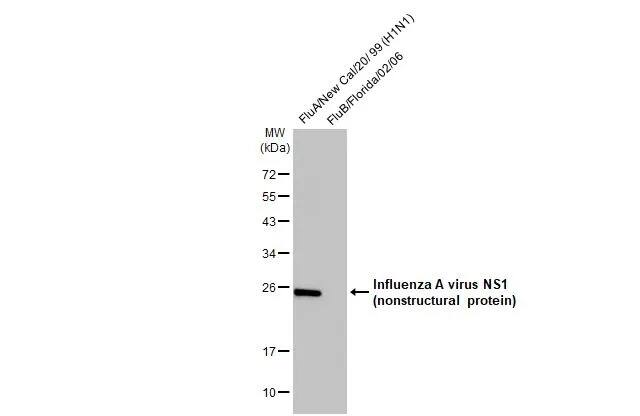 Western Blot Influenza A H1N1 NS1 Antibody (HL2130) - Azide and BSA Free