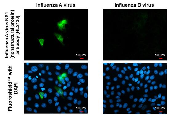 Immunocytochemistry/ Immunofluorescence Influenza A H1N1 NS1 Antibody (HL2130) - Azide and BSA Free